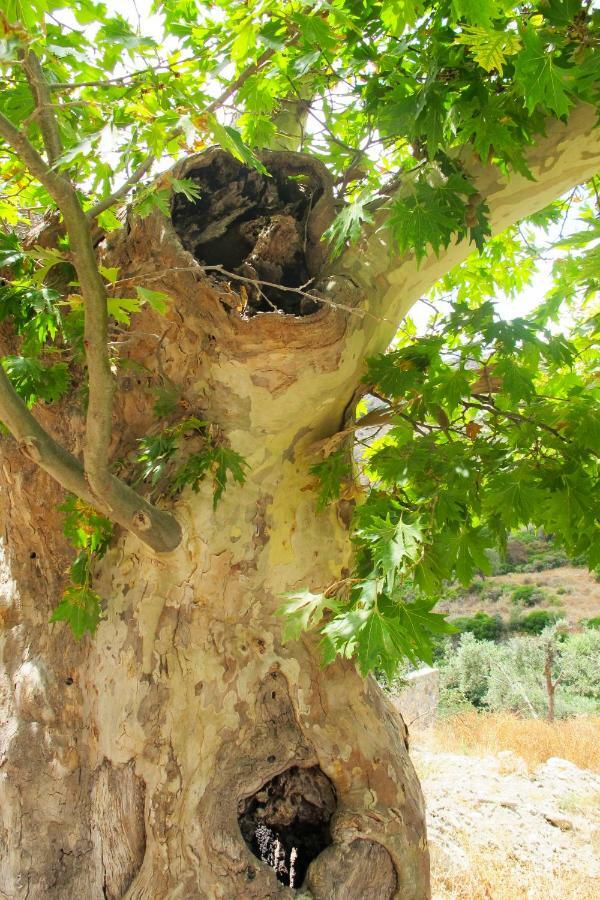 Petrakis Cretan Homes Kíssamos Zewnętrze zdjęcie